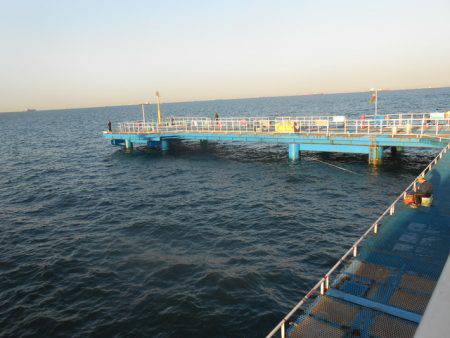 オリジナルメーカー海づり公園(市原市海づり施設) 釣果