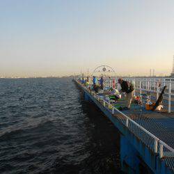 オリジナルメーカー海づり公園(市原市海づり施設) 釣果