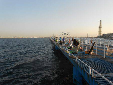 オリジナルメーカー海づり公園(市原市海づり施設) 釣果