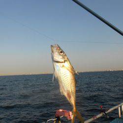 オリジナルメーカー海づり公園(市原市海づり施設) 釣果