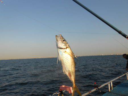 オリジナルメーカー海づり公園(市原市海づり施設) 釣果