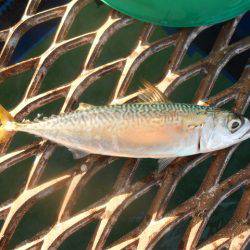 オリジナルメーカー海づり公園(市原市海づり施設) 釣果