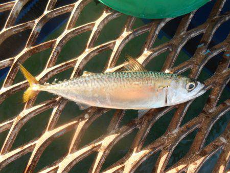 オリジナルメーカー海づり公園(市原市海づり施設) 釣果