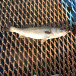 オリジナルメーカー海づり公園(市原市海づり施設) 釣果