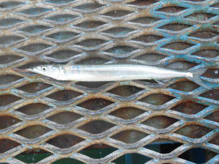 オリジナルメーカー海づり公園(市原市海づり施設) 釣果