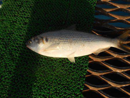 オリジナルメーカー海づり公園(市原市海づり施設) 釣果