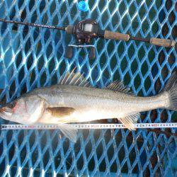 オリジナルメーカー海づり公園(市原市海づり施設) 釣果