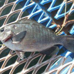 オリジナルメーカー海づり公園(市原市海づり施設) 釣果