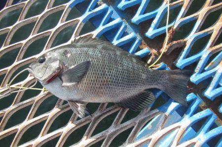 オリジナルメーカー海づり公園(市原市海づり施設) 釣果