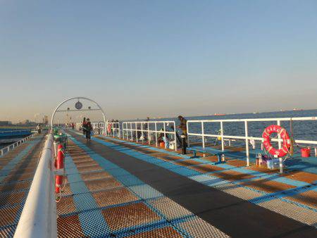 オリジナルメーカー海づり公園(市原市海づり施設) 釣果