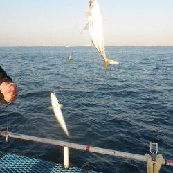 オリジナルメーカー海づり公園(市原市海づり施設) 釣果