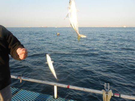 オリジナルメーカー海づり公園(市原市海づり施設) 釣果