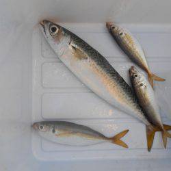 オリジナルメーカー海づり公園(市原市海づり施設) 釣果