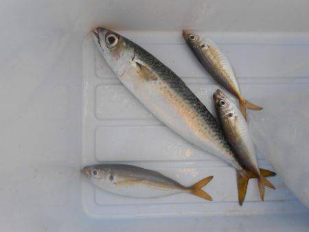 オリジナルメーカー海づり公園(市原市海づり施設) 釣果