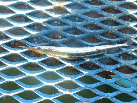 オリジナルメーカー海づり公園(市原市海づり施設) 釣果