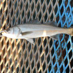 オリジナルメーカー海づり公園(市原市海づり施設) 釣果