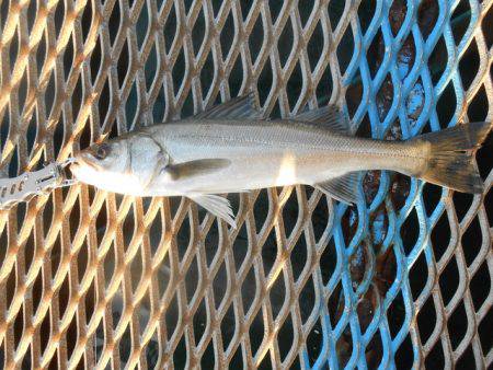 オリジナルメーカー海づり公園(市原市海づり施設) 釣果