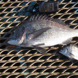 オリジナルメーカー海づり公園(市原市海づり施設) 釣果
