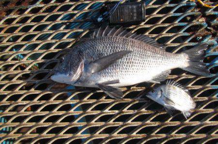 オリジナルメーカー海づり公園(市原市海づり施設) 釣果