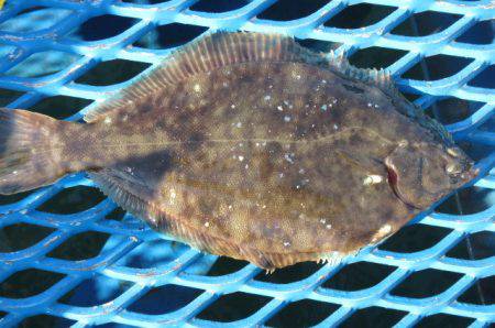 オリジナルメーカー海づり公園(市原市海づり…