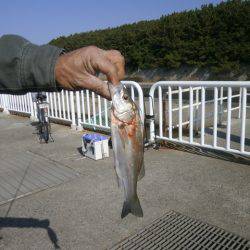 大阪南港海つり公園 釣果
