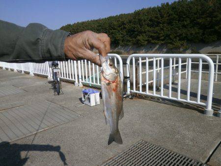 大阪南港海つり公園 釣果