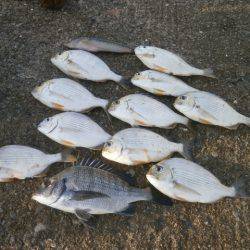 大阪南港海つり公園 釣果