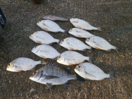大阪南港海つり公園 釣果