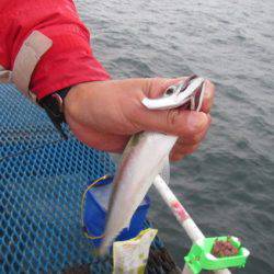 オリジナルメーカー海づり公園(市原市海づり施設) 釣果