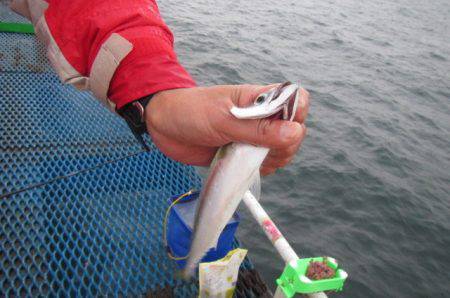 オリジナルメーカー海づり公園(市原市海づり施設) 釣果