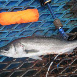 オリジナルメーカー海づり公園(市原市海づり施設) 釣果