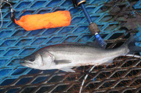 オリジナルメーカー海づり公園(市原市海づり…