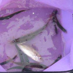 オリジナルメーカー海づり公園(市原市海づり施設) 釣果