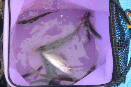 オリジナルメーカー海づり公園(市原市海づり施設) 釣果