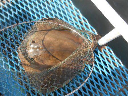 オリジナルメーカー海づり公園(市原市海づり施設) 釣果