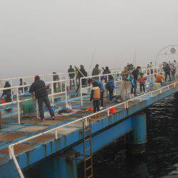 オリジナルメーカー海づり公園(市原市海づり施設) 釣果