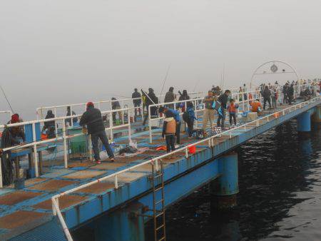 オリジナルメーカー海づり公園(市原市海づり施設) 釣果
