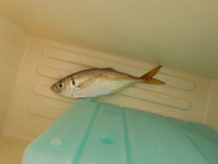 オリジナルメーカー海づり公園(市原市海づり施設) 釣果