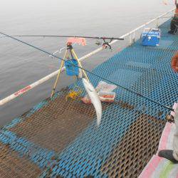オリジナルメーカー海づり公園(市原市海づり施設) 釣果
