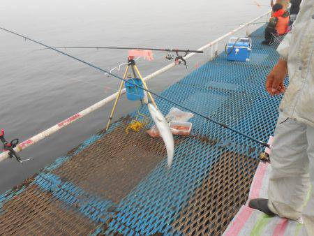 オリジナルメーカー海づり公園(市原市海づり施設) 釣果