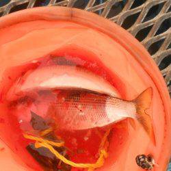 オリジナルメーカー海づり公園(市原市海づり施設) 釣果