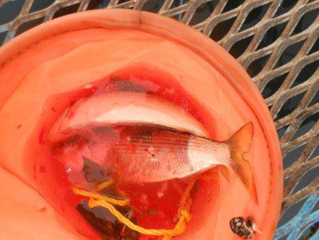 オリジナルメーカー海づり公園(市原市海づり施設) 釣果