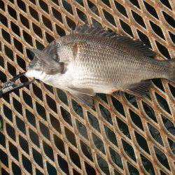 オリジナルメーカー海づり公園(市原市海づり施設) 釣果