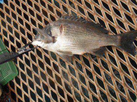 オリジナルメーカー海づり公園(市原市海づり施設) 釣果