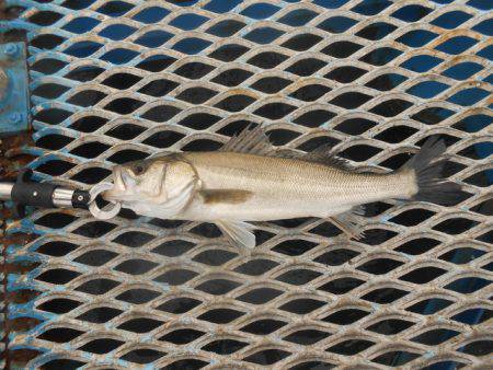 オリジナルメーカー海づり公園(市原市海づり施設) 釣果