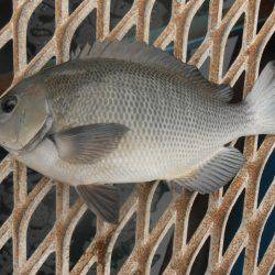 オリジナルメーカー海づり公園(市原市海づり施設) 釣果