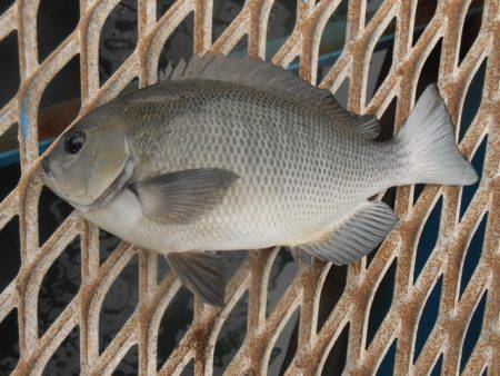 オリジナルメーカー海づり公園(市原市海づり…