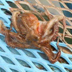 オリジナルメーカー海づり公園(市原市海づり施設) 釣果