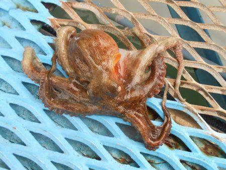 オリジナルメーカー海づり公園(市原市海づり施設) 釣果