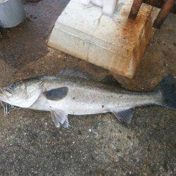 大阪南港海つり公園 釣果